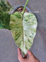 Philodendron Giganteum Blizzard Variegated - Image 2
