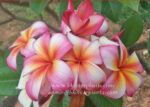 Plumeria " Daimond Star " - Image 2
