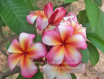 Plumeria " Daimond Star "