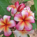 Plumeria " Daimond Star "