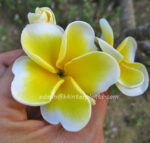 Plumeria " Double Yellow "