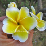 Plumeria " Double Yellow "