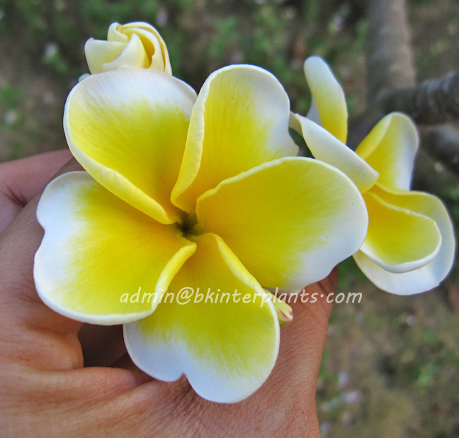 double_yellow.jpg Plumeria " Double Yellow " - Image 1