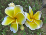 Plumeria " Double Yellow " - Image 2