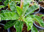 Plumeria " Draft Coconut Leaf "