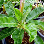 Plumeria " Draft Coconut Leaf "
