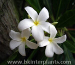 Plumeria " Draft Coconut Leaf " - Image 2