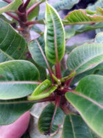 Plumeria " Draft Puple Leaf " - Image 2