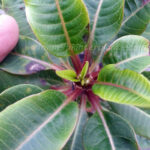 Plumeria " Draft Puple Leaf "