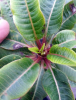 Plumeria " Draft Puple Leaf "