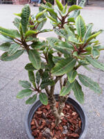 Plumeria " Draft Puple Leaf " - Image 3