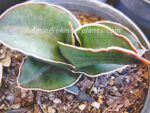 Sansevieria " Draft Samuria " - Image 3