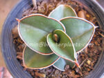 Sansevieria " Draft Samuria " - Image 4