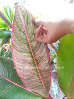 Heliconia " RAINBOW LEAVE VARIEGATED " - Image 2