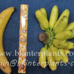 Musa Banana " Kluai Chang "