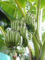 Musa " Kluai Niu charache " - Image 4