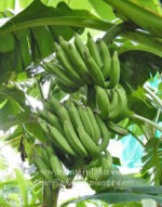 Musa " Kluai Niu charache " - Image 2