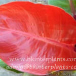 Philodendron RED SUNLIGHT