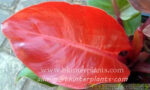 Philodendron RED SUNLIGHT
