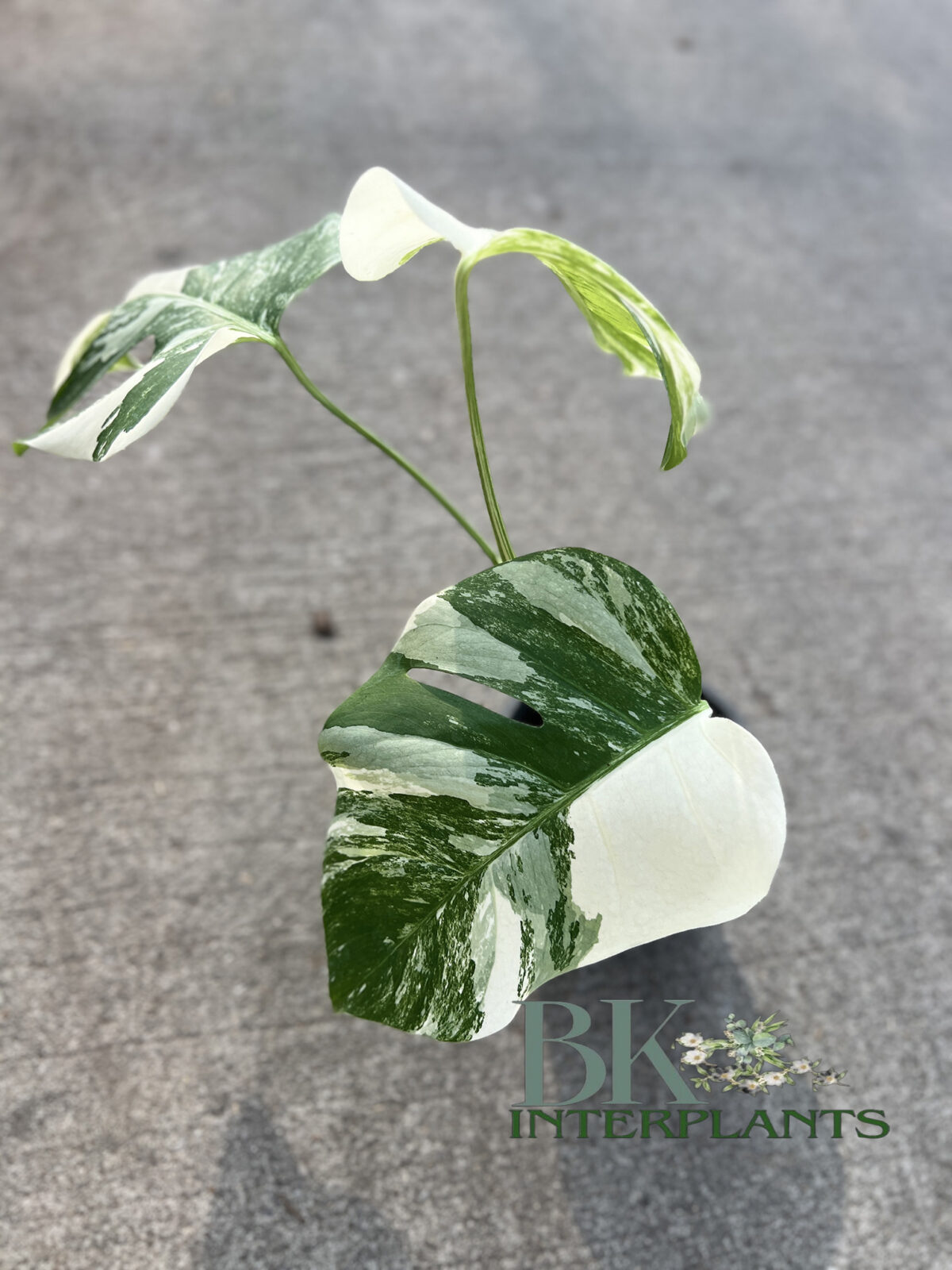 10 Plants Monstera Albo Variegated - Image 3