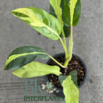 10 Plants Philodendron Thai Sunlight Variegated