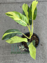 10 Plants Philodendron Thai Sunlight Variegated