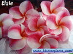 Plumeria " Ellie "
