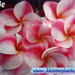 Plumeria " Ellie "