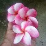 Plumeria " Ellie " - Image 2