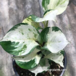 Epipremnum Aureum (Manjula Pothos)