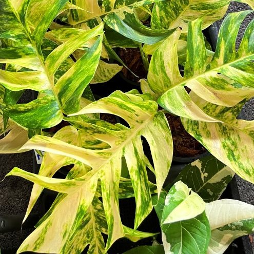 epipremnum houseplant for sale – tropical foliage plant by BK Interplants