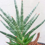 Sansevieria " Francisii "
