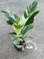 Canna Florida Leaf Variegated - Image 3