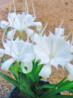 1 Corm " Pancratium Zeylanicum " - Image 2