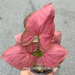 Syngonium Hybrid Oam Nak Red