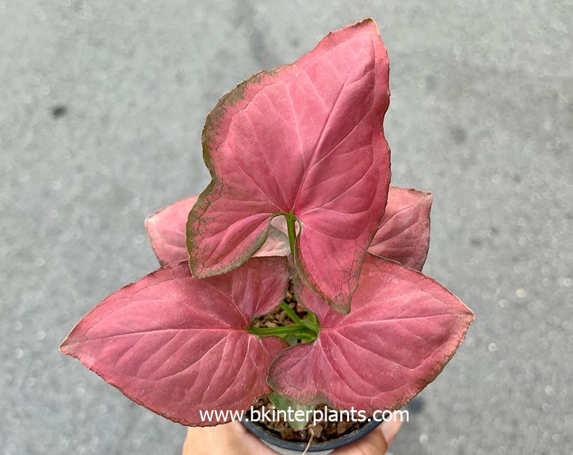 fe077a01-6f3c-4f59-a2ab-d79b93f3341e.jpg Syngonium Hybrid Oam Nak Red - Image 1