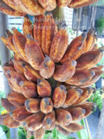 Musa Banana " Black Nam Wa " - Image 2