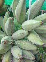 Musa Banana " Hak Muk Nuan "