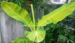 Musa Banana " Acuminata Colla Variegated " - Image 6