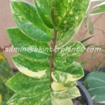 Zamioculcas zamifolia Variegated