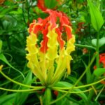 1 Bulb " Gloriosa superba Linn. "