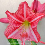 Amaryllidaceae " Reticulatum sp. "