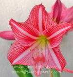 Amaryllidaceae " Reticulatum sp. "