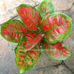 AGLAONEMA " Full of Gold "