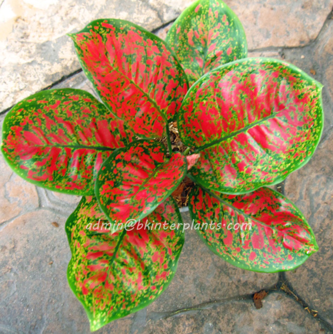 file_18.jpg AGLAONEMA " Full of Gold " - Image 1