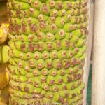 Musa Banana " Chiliocarpa Back."