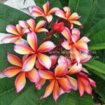 Plumeria " Som Sam Ko "