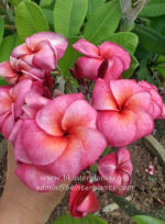 Plumeria " San Wan Tap Tim " - Image 4