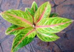 AGLAONEMA " Sweet Lemon " - Image 2