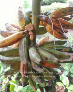 Musa Banana " Phama Kak Kuk " - Image 2